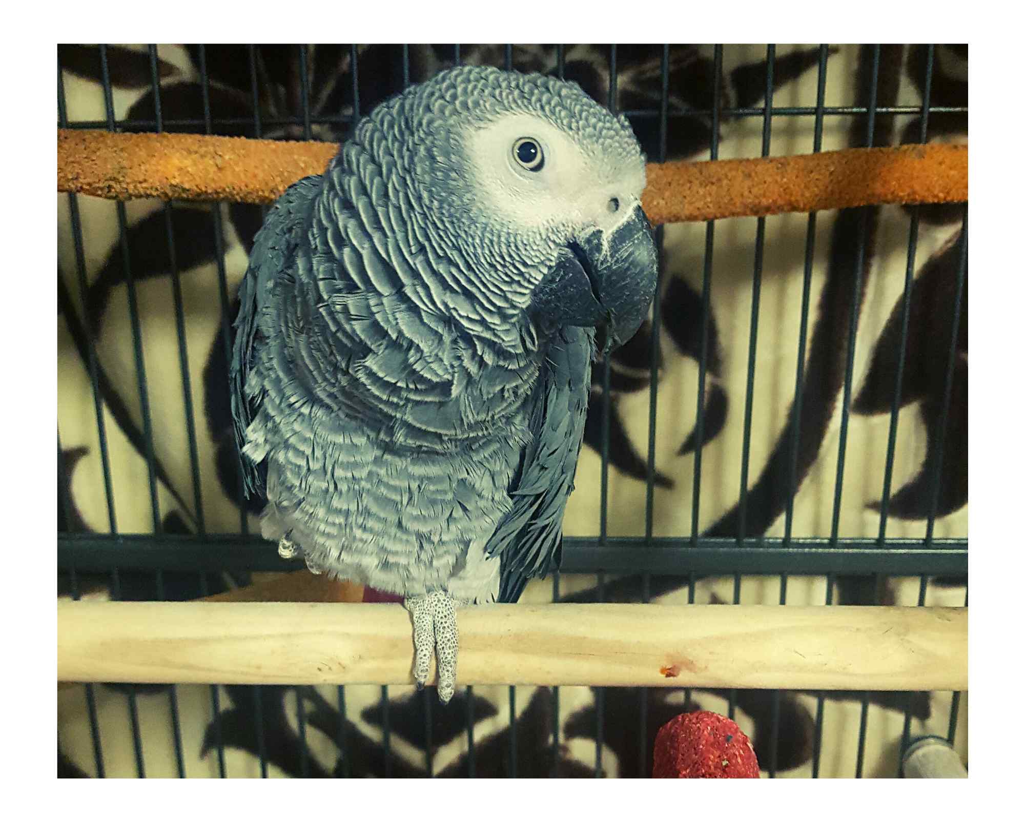 Paw Paw Pets - Jashila Tulsie & Stormy