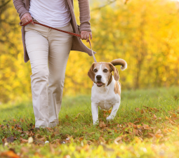 Paw Paw Pets - Pet Sitting Services and Dog Walking Service